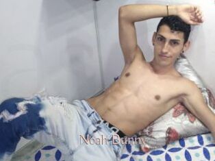 Noah_Bunny