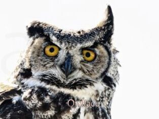 Owlface